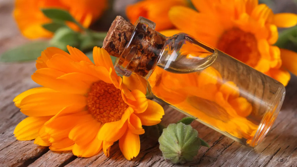 Huile Végétale de Calendula 120ML